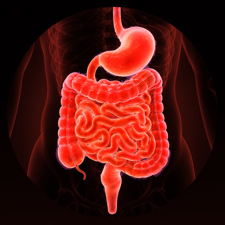 Ilustração do sistema digestivo